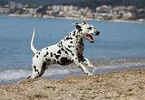 DALMATIEN 198